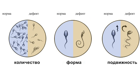 Контроль качества спермы производителей