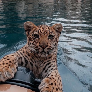 Kari